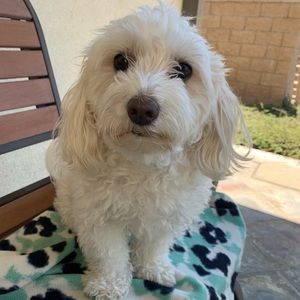 Meet your Posher, Irene